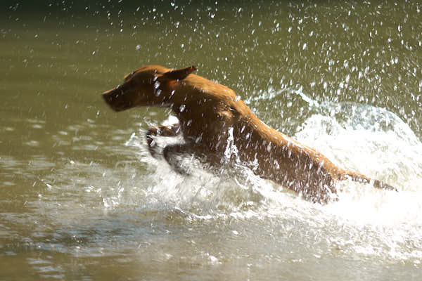 Swim with dogs