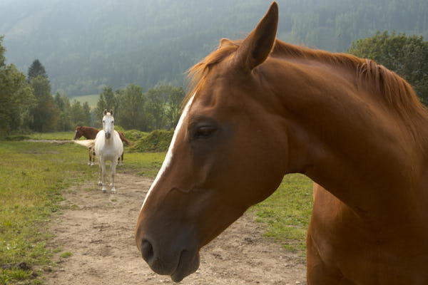 Reiten in Schöder